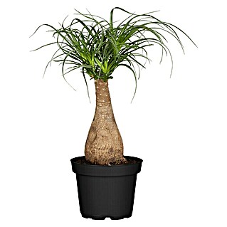 Piardino Elefantenfu - Beaucarnea recurvata 'Maya Tree', Topfgre: 27 cm  online kaufen bei BAUHAUS