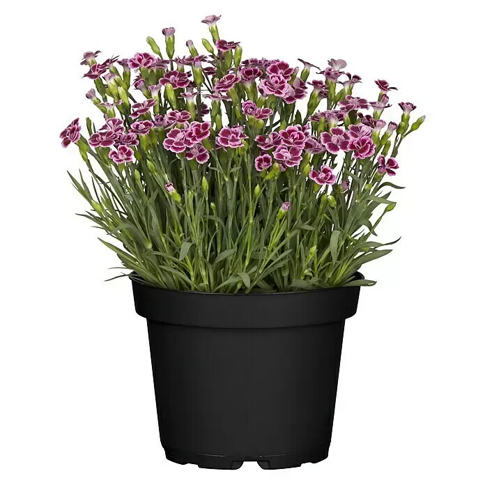 Piardino Gartennelke - Dianthus caryophyllus 'Pink Kisses', Topfvolumen: 27 l, Rosa - Vorderansicht