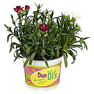 Piardino Gartennelke Duo (Dianthus caryophyllus, Sortenabhängig)