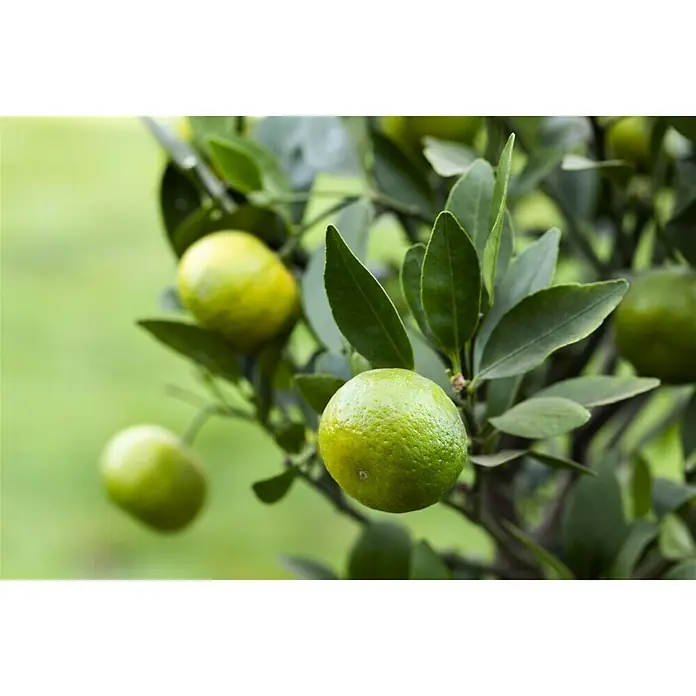 Piardino Mandarino - Citrus reticulata 2020 - Primer plano de limas verdes frescas que crecen en un árbol. Perfecto para publicidad de cítricos y alimentación saludable.