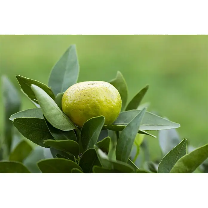 Piardino Mandarino - Citrus reticulata 2020 - Primer plano de una mandarina en un árbol, rodeada de hojas verdes. La fruta está madura y jugosa, lista para ser cosechada.