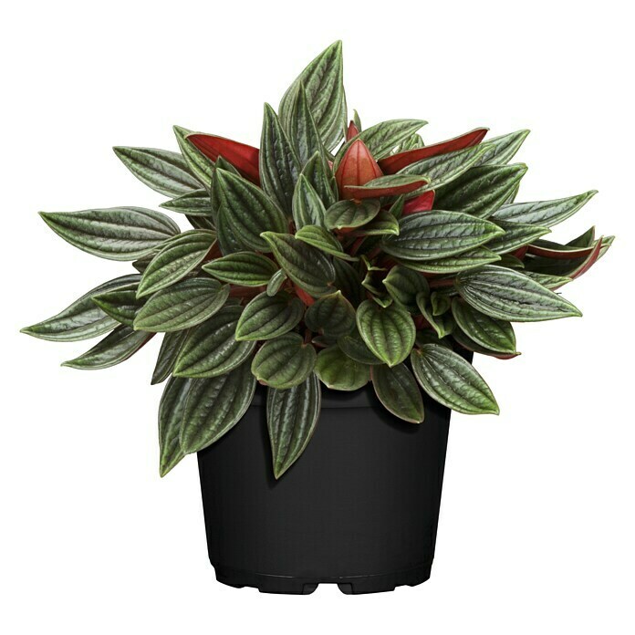 Peperomia rosso 15