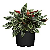 Peperomia rosso 15