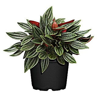 Piardino Zwergpfeffer (Peperomia caperata 'Rosso', Topfgröße: 15 cm, Grün-Rot)