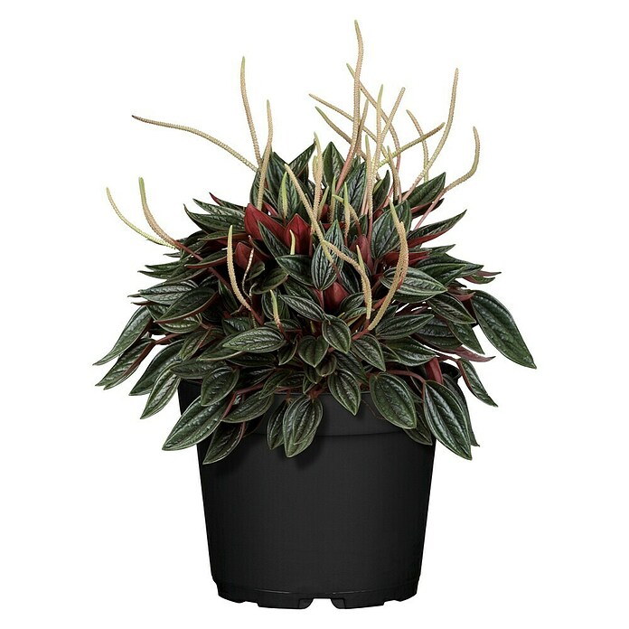 Peperomia rosso 15
