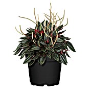 Peperomia rosso 15