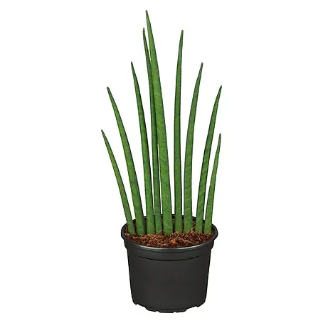 Piardino  Bogenhanf Mikado