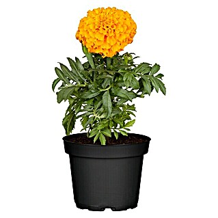Piardino Studentenblume (Tagetes erecta 'antigua orange', Topfgröße: 10 cm, Blütenfarbe sortenabhängig)