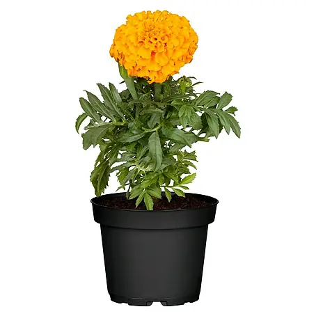Piardino  Studentenblume