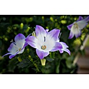 Campanula Hybriden 11 Fancy Mee