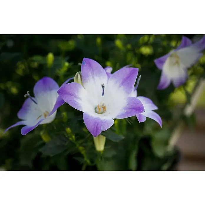 Piardino Glockenblume - Campanula portenschlagiana Fancy Mee - Nahaufnahme von zarten Glockenblumen mit lila Akzenten, die ihre natürliche Schönheit und filigrane Details hervorheben.