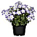 Piardino Glockenblume 