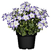 Campanula Hybriden 11 Fancy Mee