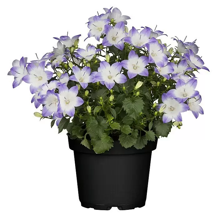Piardino Glockenblume - Campanula portenschlagiana Fancy Mee - Vorderansicht