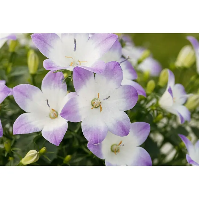 Piardino Glockenblume - Campanula portenschlagiana Fancy Mee - Nahaufnahme von blasslila und weißen Campanula Blumen. Die zarten Blütenblätter bilden einen hübschen Kontrast zum grünen Hintergrund.