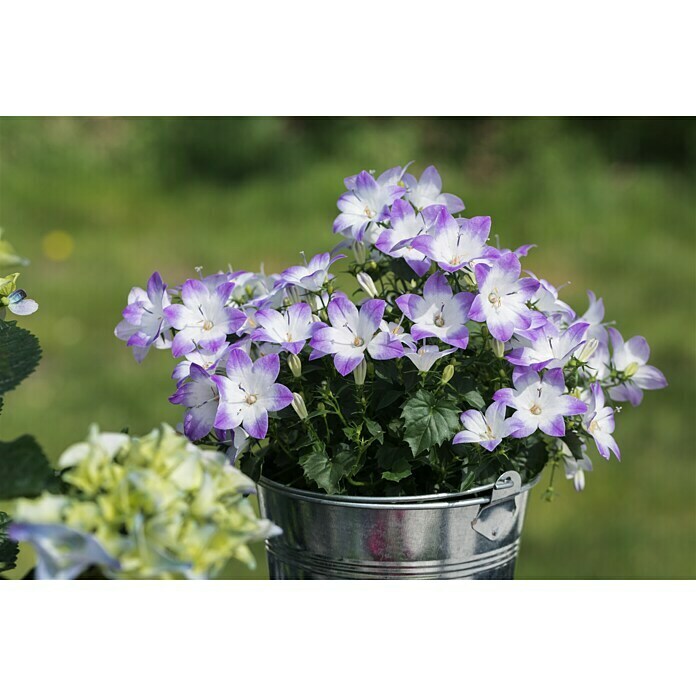 Campanula Hybriden 11 Fancy Mee