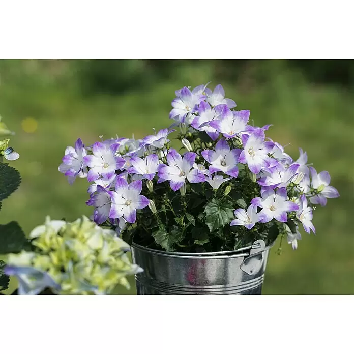 Piardino Glockenblume - Campanula portenschlagiana Fancy Mee - Stimmungsaufnahme