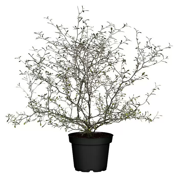 Piardino Zickzackstrauch Mini - Corokia cotoneaster, Topfgröße: 6 cm, Gelb - Vorderansicht