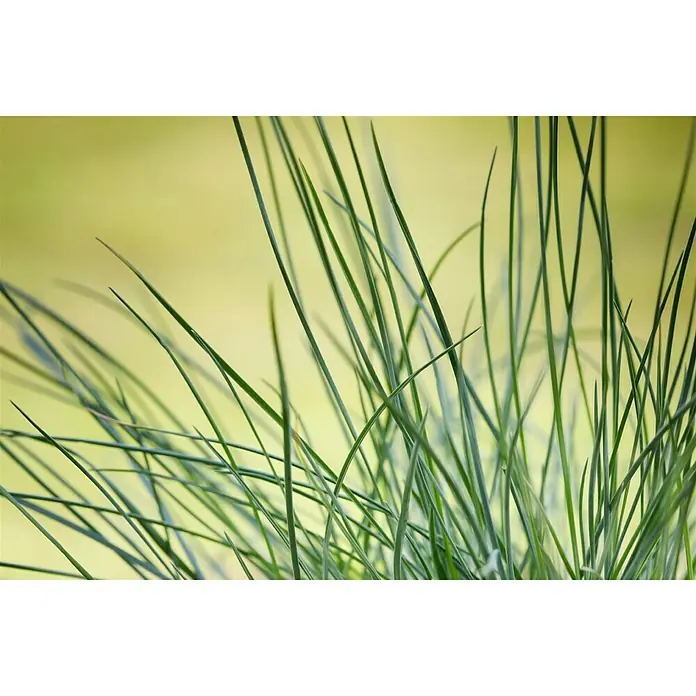 Piardino Blauschwingel - Festuca glauca 'Compact Blue', Topfgröße: 13 cm - Nahaufnahme von grünen Grashalmen vor einem verschwommenen, hellen Hintergrund, die die natürliche Textur und Farbe des Grases hervorheben.