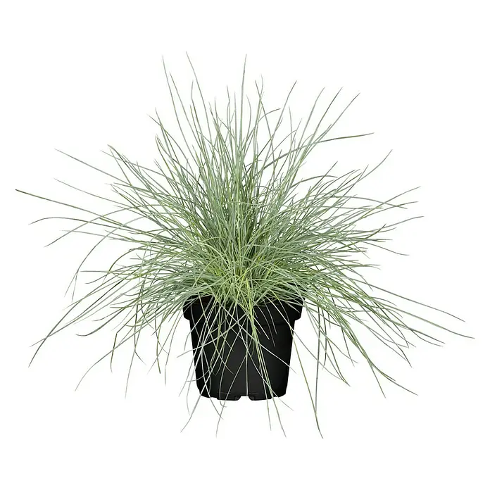 Piardino Blauschwingel - Festuca glauca 'Compact Blue', Topfgröße: 13 cm - Das Bild zeigt ein Ziergras 'Elijah Blue' in einem schwarzen Topf. Das Gras hat feine, bläulich-silbrige Blätter und ist dicht gewachsen.