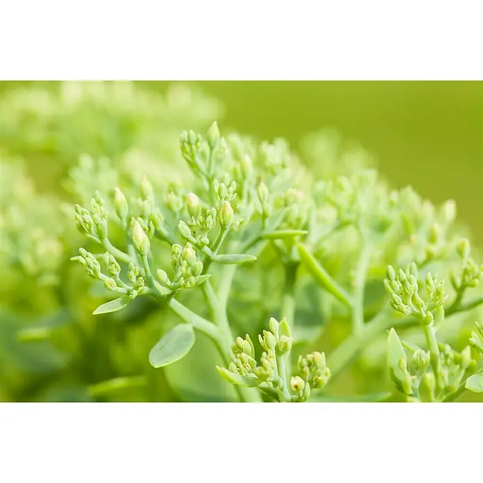 Piardino Hauswurz Trio Hitzeprofi - Sedum, Topfgröße: 13 cm - Nahaufnahme einer Sedum-Pflanze mit grünen Knospen.