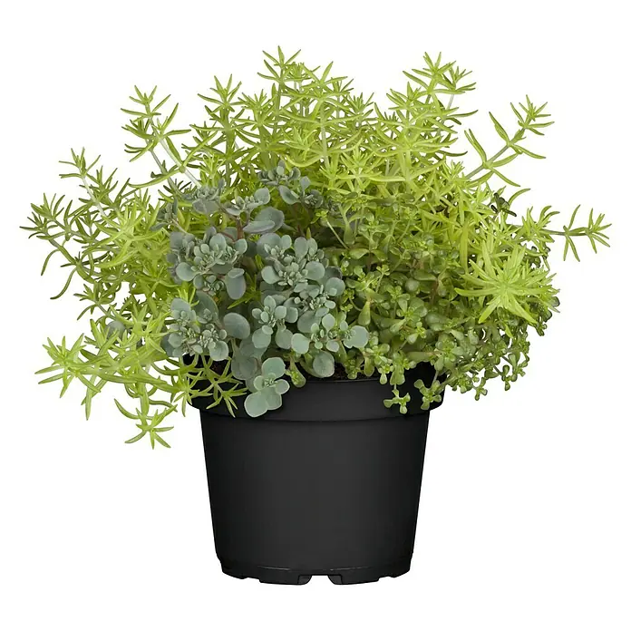 Piardino Hauswurz Trio Hitzeprofi - Sedum, Topfgröße: 13 cm - Sukkulenten-Arrangement in einem schwarzen Topf. Die Pflanzen haben verschiedene Grüntöne und eine interessante Textur.