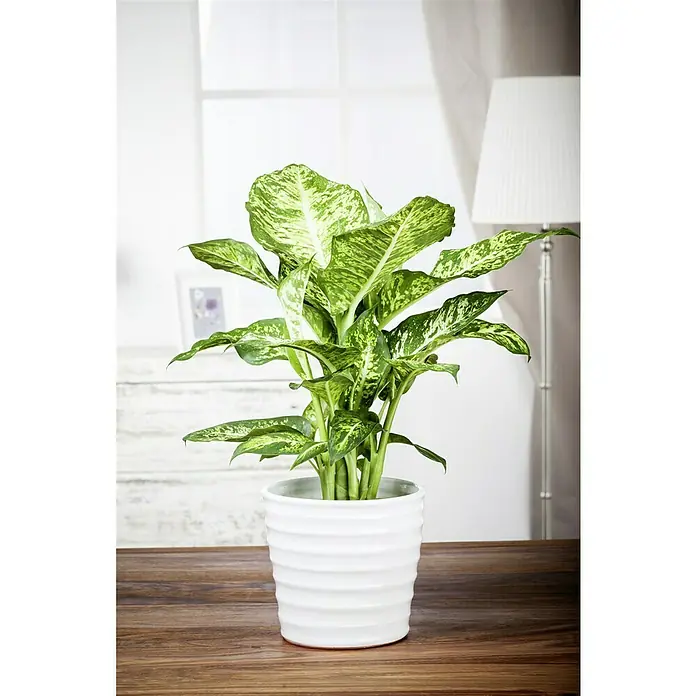 Piardino Diefembaquia - Dieffenbachia maculata, Tamaño de maceta: 17 cm, Multicolor - Planta Dieffenbachia en maceta blanca, ideal como planta de interior para añadir decoración natural y un ambiente acogedor al hogar.