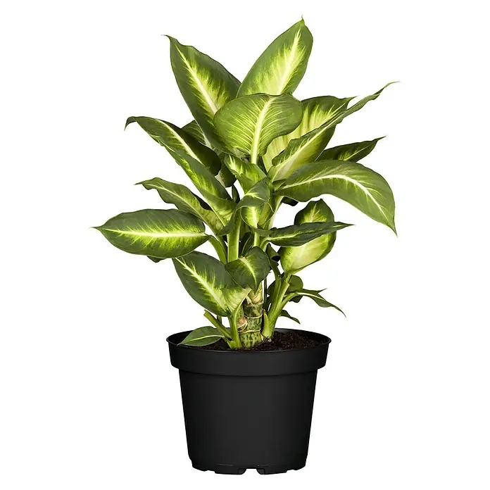 Diefembaquia - Dieff. marculata, Tamaño de maceta: 12 cm, Multicolor - Planta de interior Dieffenbachia en maceta negra, perfecta para añadir verdor a espacios interiores y mejorar la calidad del aire.