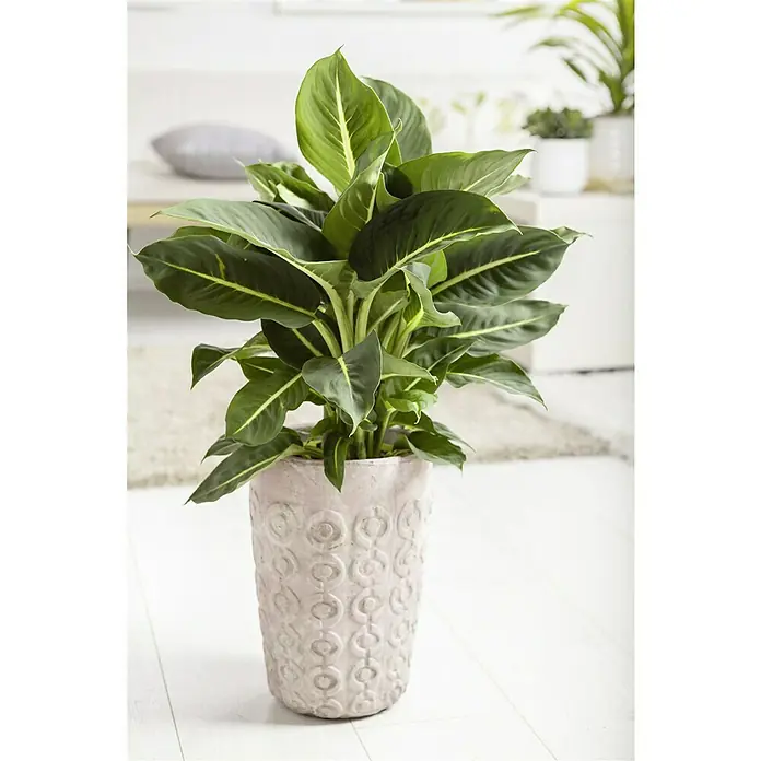 Piardino Diefembaquia - Dieffenbachia maculata, Tamaño de maceta: 17 cm, Multicolor - Planta de interior Dieffenbachia 'Hilo' en una maceta decorativa de color rosa claro con adornos sobre un suelo blanco.