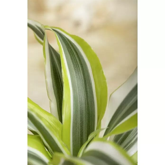 Piardino Drachenbaum - Dracaena fragrans Lemon Lime, Topfgröße: 17 cm, Blattfarbe: Grün/Dunkelgrün - Stimmungsaufnahme