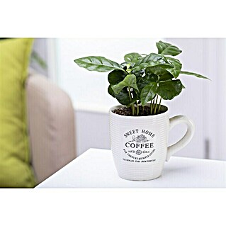 Piardino Kaffeestrauch in Kaffeetasse (Coffea arabica, Topfgröße: 7 cm)