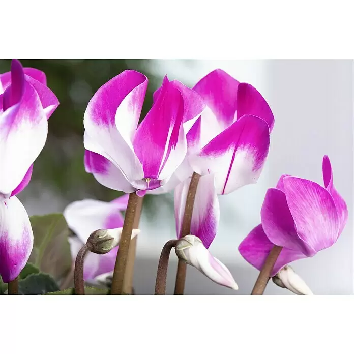 Piardino Zimmer-Alpenveilchen - Cyclamen persicum 'Indiaka'®, Topfgröße: 12 cm, Zweifarbig - Lebhaft magentafarbene und weiße Alpenveilchen mit einzigartig gerollten Blütenblättern und zarten Knospen.