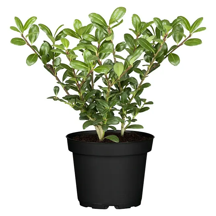 Bergilex - Ilex crenata 'Robustico' - Ein immergrüner Buchsbaum in einem schwarzen Topf, ideal für drinnen und draußen, bringt frische grüne Akzente in jeden Raum.