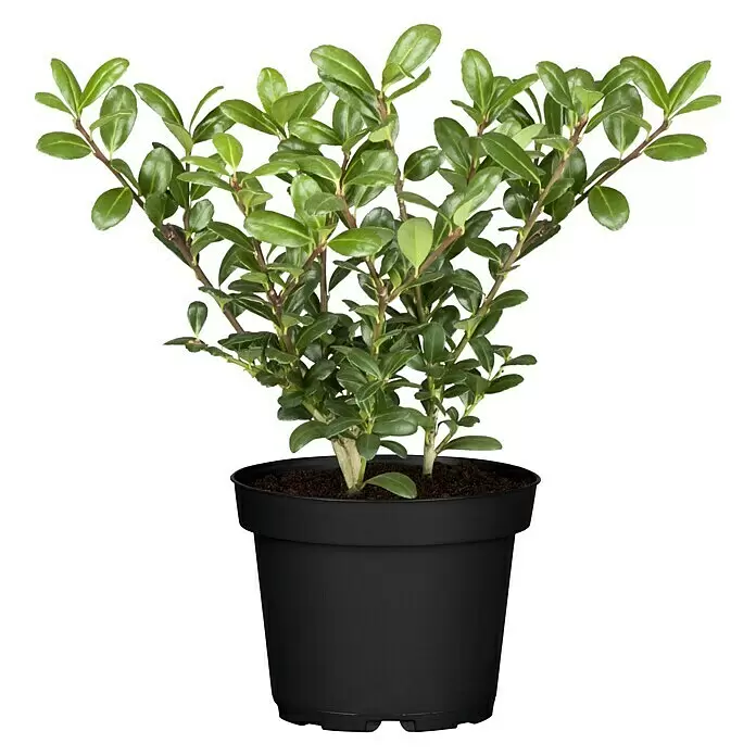 BergilexIlex crenata 'Robustico'