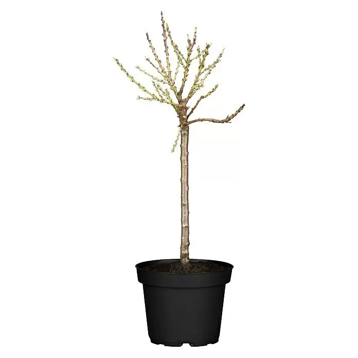 Piardino Zwerg-Nektarinenbaum - Prunus nupersica - Vorderansicht