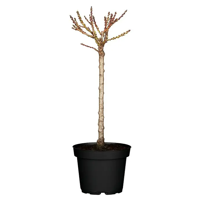 Piardino Pfirsich - Zwergpfirsich, Prunus persica - Nahaufnahme einer Zierkirsche 'Kojou-no-mai' im Topf. Die Pflanze zeichnet sich durch ihre elegante Wuchsform und zarten Blüten aus.