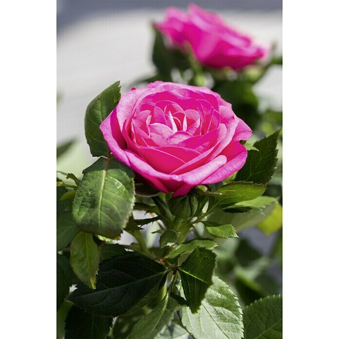 Topfrose