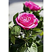 Topfrose