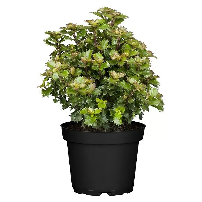 Piardino Stechpalme - Ilex meserveae 'Little Rascal'®, Topfgröße: 17 cm - Vorderansicht