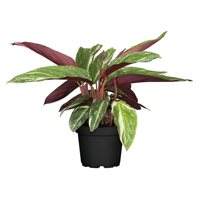 Piardino Korbmarante in Sorten - Calathea Hybride, Topfgröße: 21 cm - Zimmerpflanze 'Calathea ornata' in einem schwarzen Topf. Die Blätter sind grün-weiß gestreift mit einer burgunderfarbenen Unterseite.