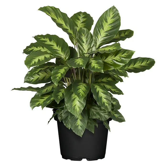 Piardino Korbmarante in Sorten - Calathea Hybride, Topfgröße: 21 cm - Zimmerpflanze 'Calathea rufibarba' in einem schwarzen Topf, mit auffälligen Blattmustern und einer attraktiven, natürlichen Ausstrahlung.