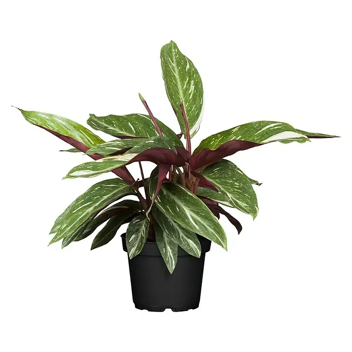 Piardino Korbmarante in Sorten - Calathea Hybride, Topfgröße: 21 cm - Zimmerpflanze in einem Topf. Die Blätter sind grün mit weißen Streifen.