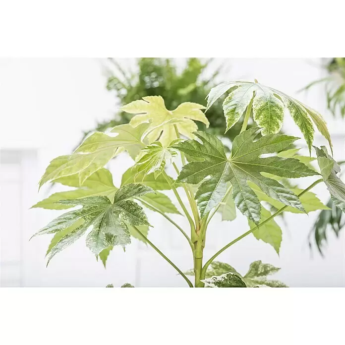 Piardino Zimmeraralie bunt - Fatsia japonica, Topfgröße: 17 cm - Stimmungsaufnahme