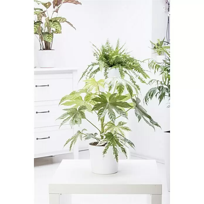 Piardino Zimmeraralie bunt - Fatsia japonica, Topfgröße: 17 cm - Stimmungsaufnahme