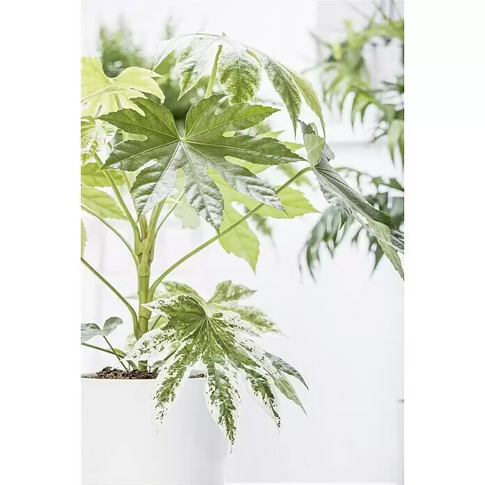 Piardino Zimmeraralie bunt - Fatsia japonica, Topfgröße: 17 cm - Stimmungsaufnahme