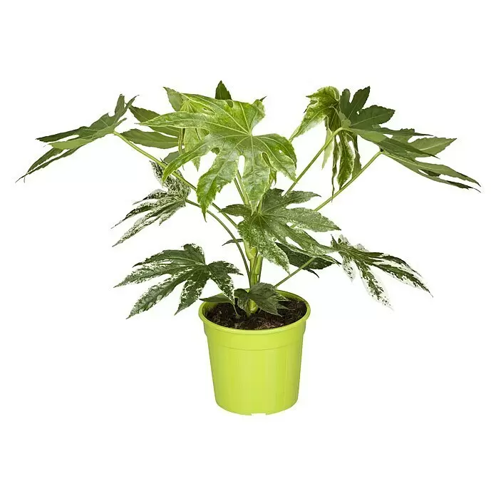 Piardino Zimmeraralie bunt - Fatsia japonica, Topfgröße: 17 cm - Vorderansicht