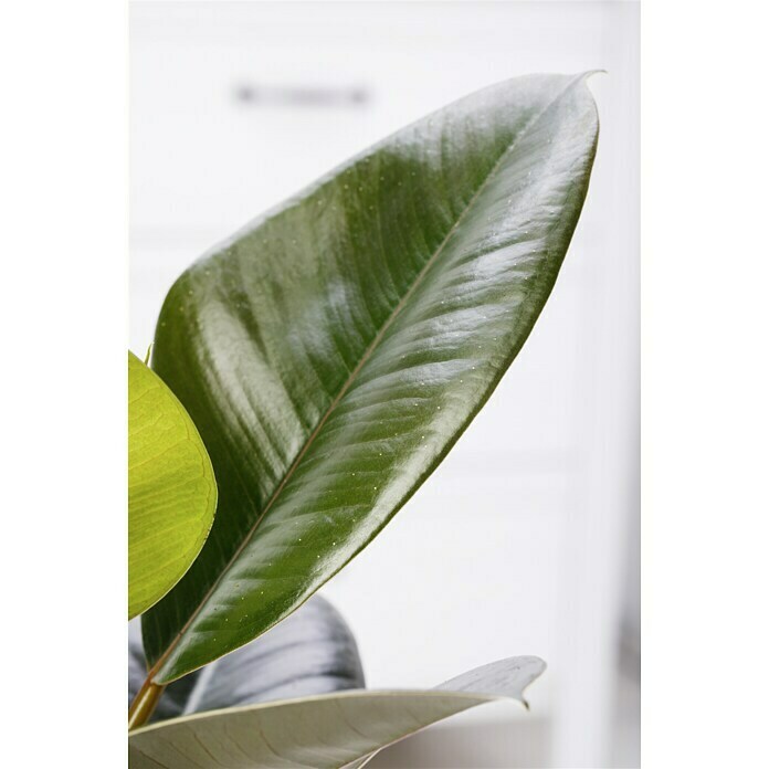 Piardino Gummibaum (Ficus elastica Tineke, Topfgröße: 17 cm) | BAUHAUS