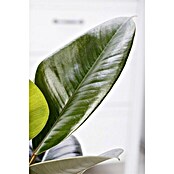 Piardino Gummibaum (Ficus elastica Tineke, Topfgröße: 17 cm) | BAUHAUS
