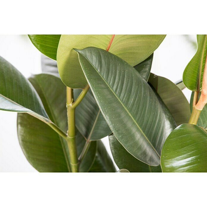 Piardino Gummibaum (Ficus elastica Tineke, Topfgröße: 17 cm) | BAUHAUS