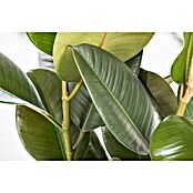 Piardino Gummibaum (Ficus elastica Tineke, Topfgröße: 17 cm) | BAUHAUS